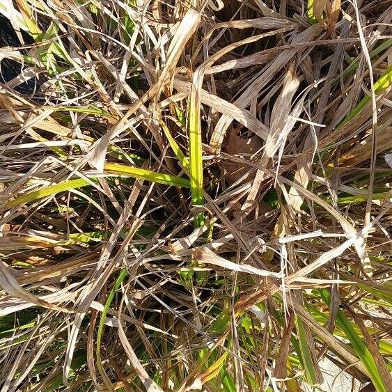 Carex pseudocyperus Levél