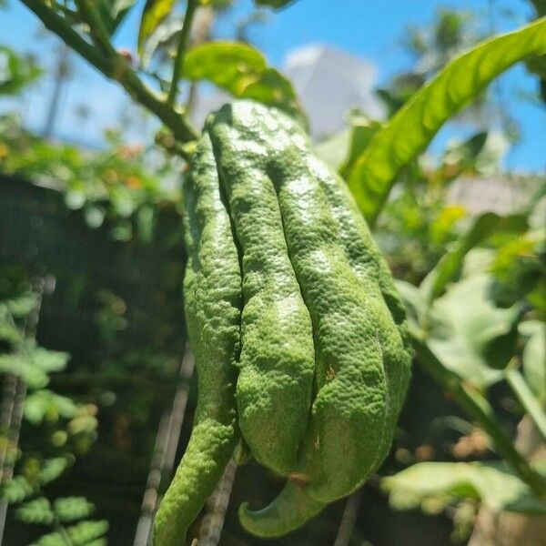 Citrus medica Fruit