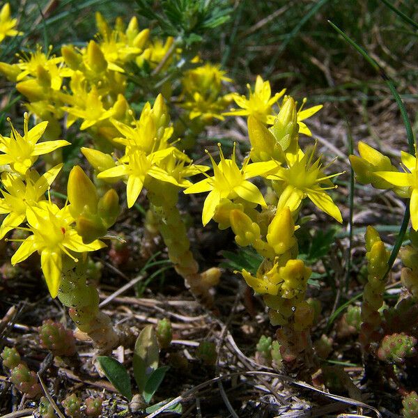 Sedum acre Blüte