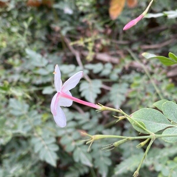 Jasminum officinale Flower