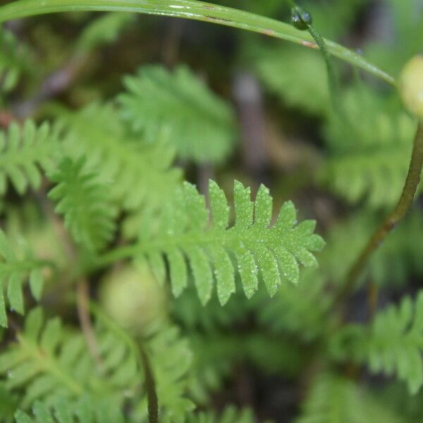 Leptinella scariosa Лист