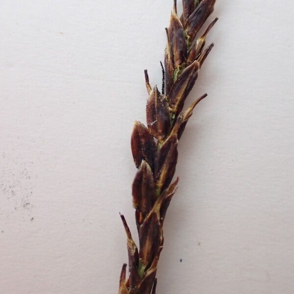 Carex esenbeckii Fruit