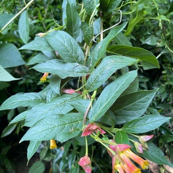 Lonicera involucrata Leaf