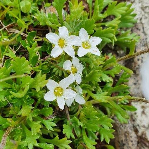 Arenaria biflora Virág