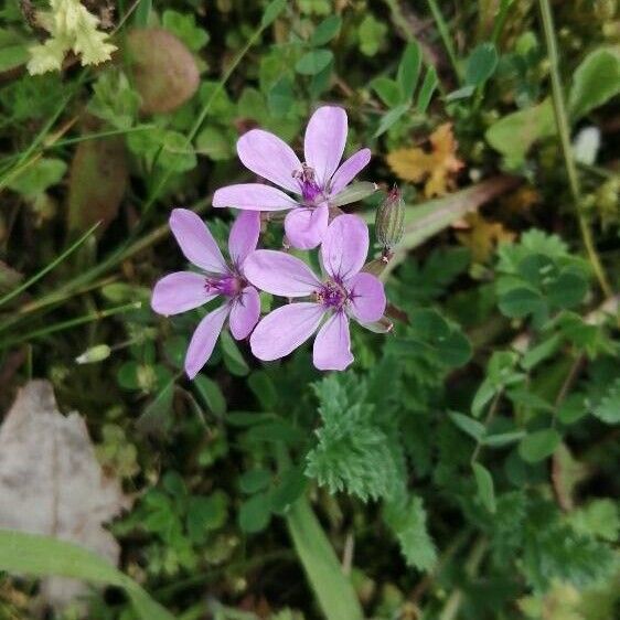 Erodium cicutarium Flower