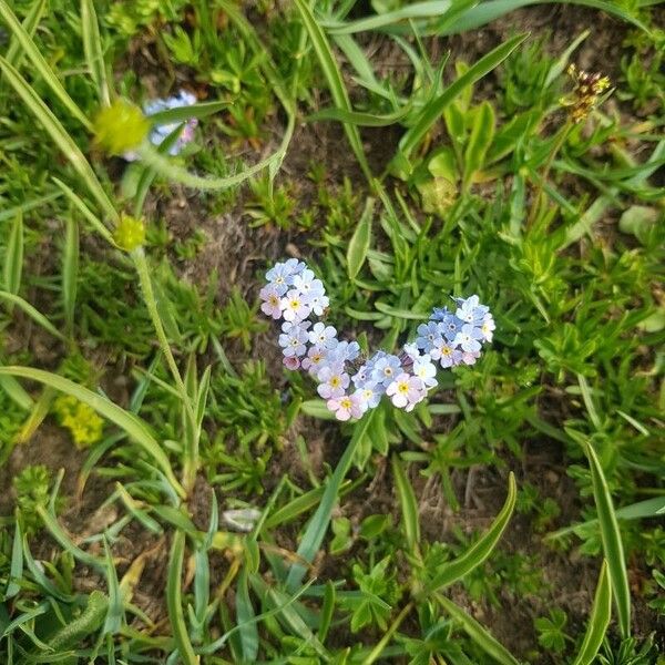 Myosotis alpestris Virág