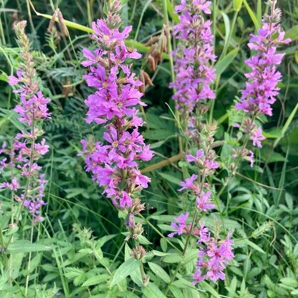 Lythrum salicaria Flor