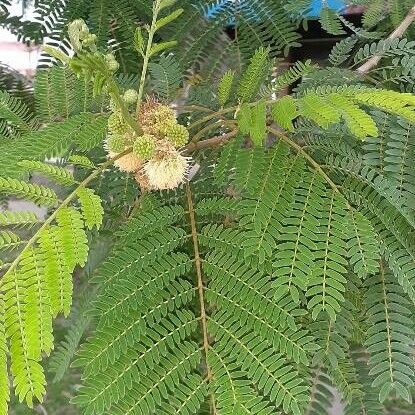 Acacia angustissima Лист