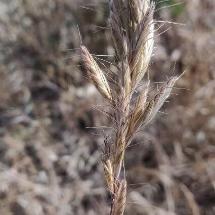 Bromus lanceolatus Fruit