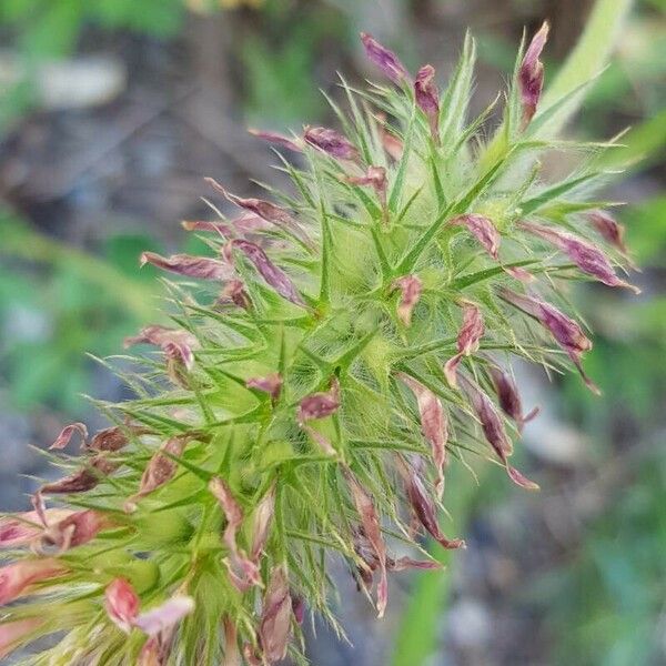 Trifolium incarnatum Plod