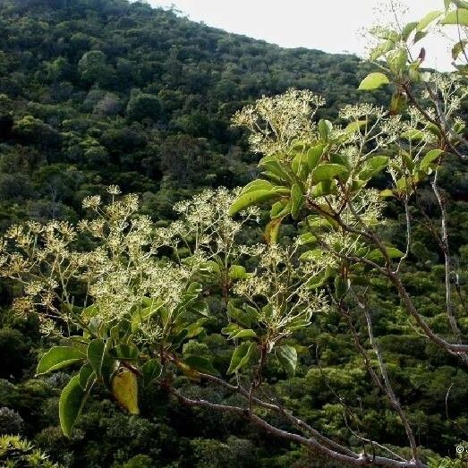 Myodocarpus vieillardii