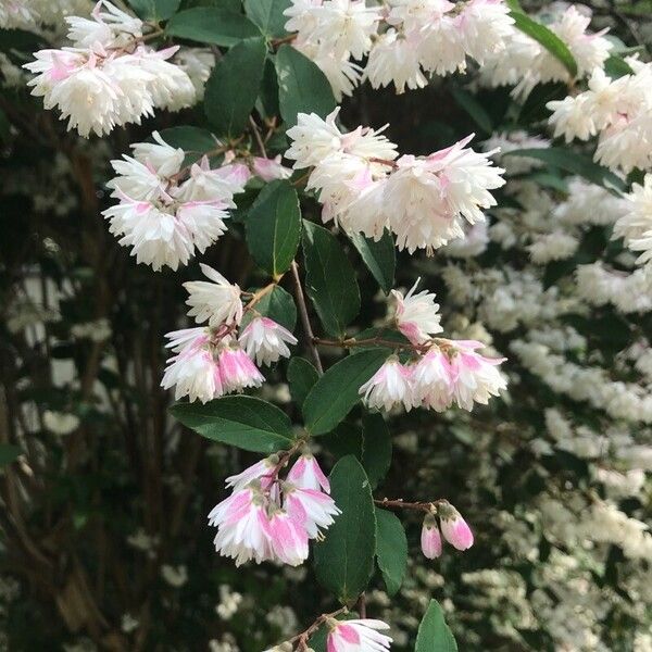 Deutzia crenata Flor