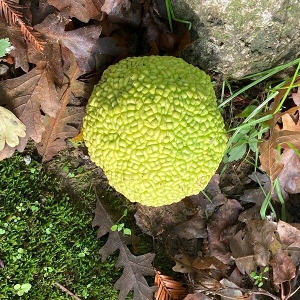 Maclura pomifera Plod