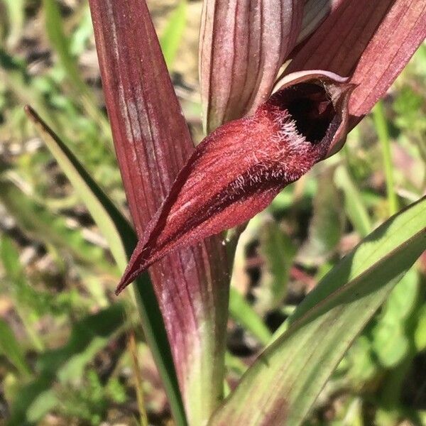 Serapias vomeracea Fleur