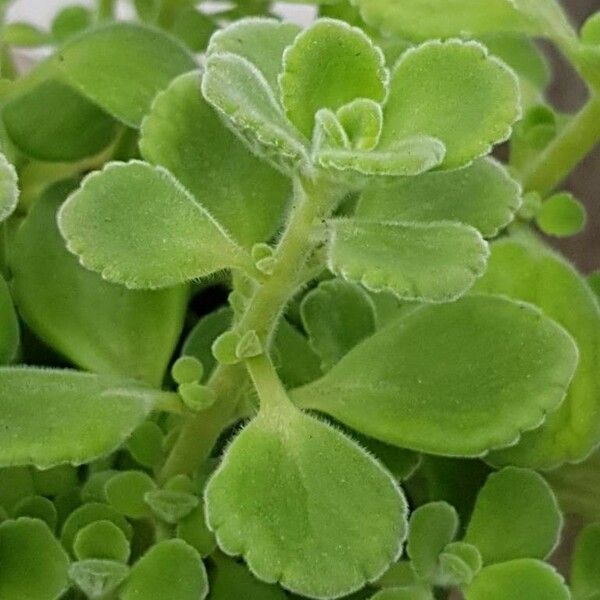 Coleus hadiensis Leaf