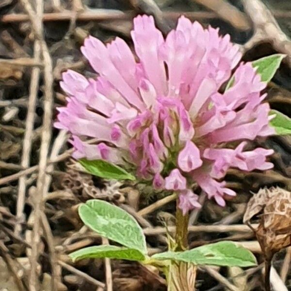 Trifolium medium Bloem