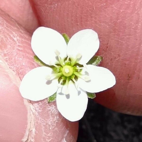 Sagina glabra Flower