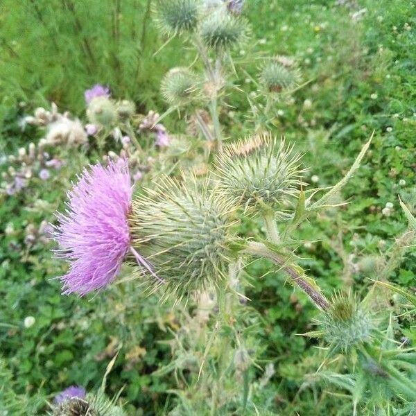 Cirsium vulgare Flower