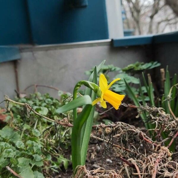 Narcissus jonquilla Kukka