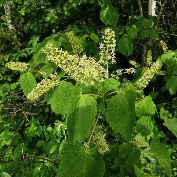 Acer spicatum Flor