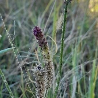 Verbena litoralis Flower