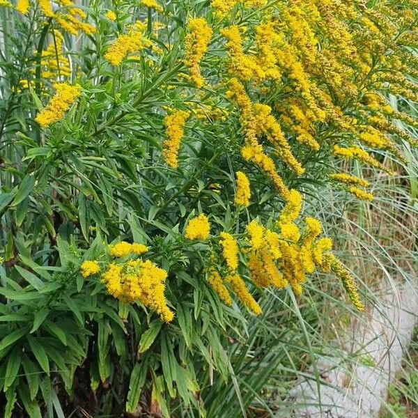 Solidago gigantea Flor