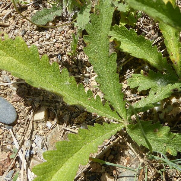 Potentilla recta Φύλλο