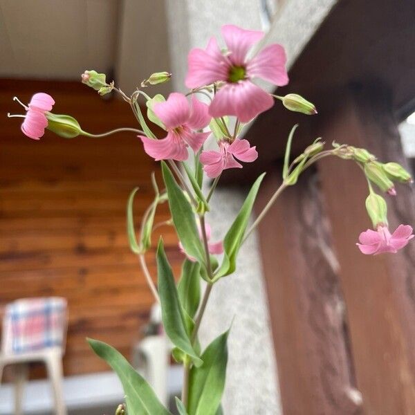Gypsophila vaccaria Virág