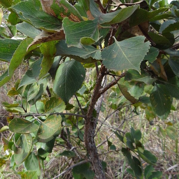 Roupala montana Leaf