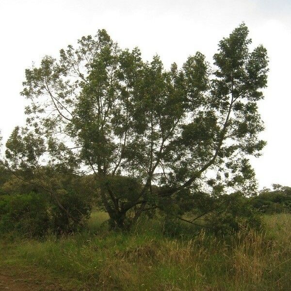 Acacia mearnsii Alkat (teljes növény)