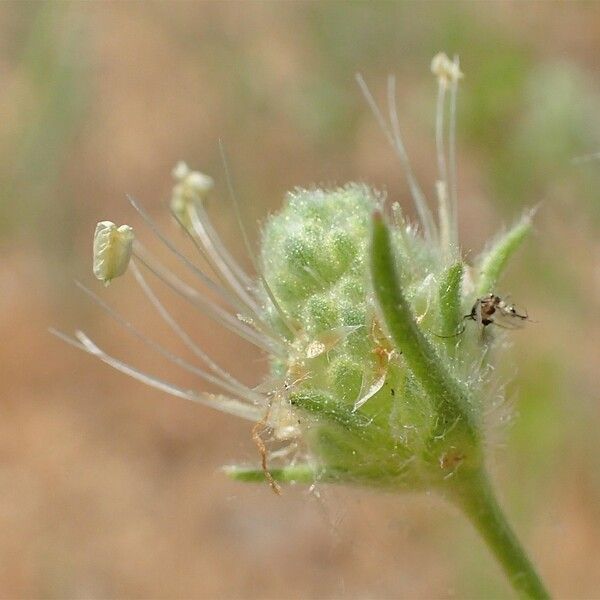 Plantago arenaria Fruit