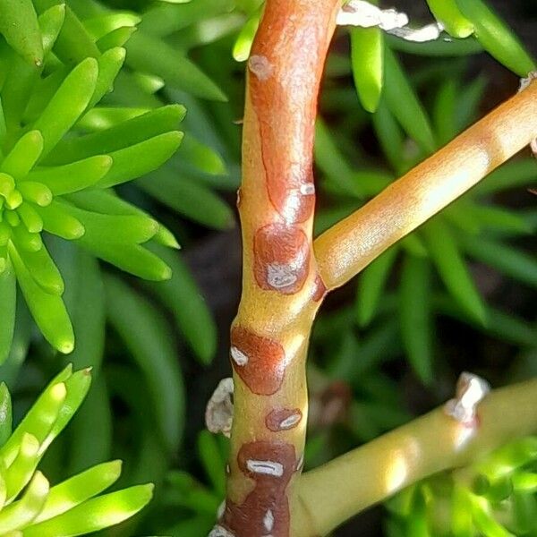 Petrosedum rupestre Bark