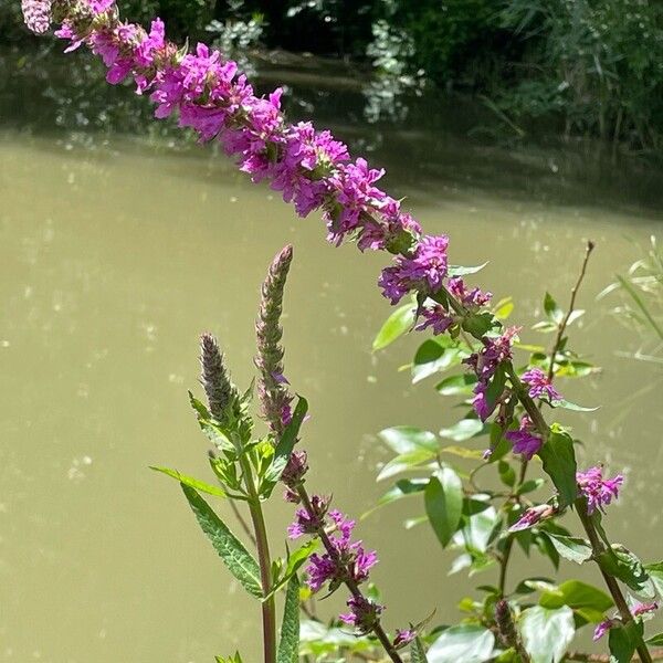 Lythrum salicaria Цвят