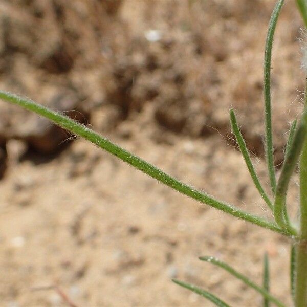 Plantago arenaria Bark