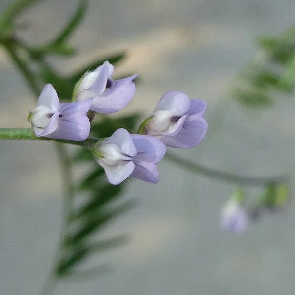 Vicia hirsuta Çiçek