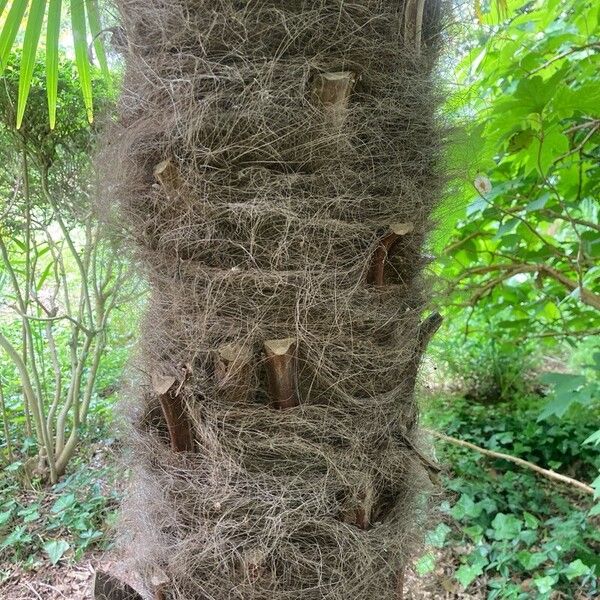 Trachycarpus fortunei چھال