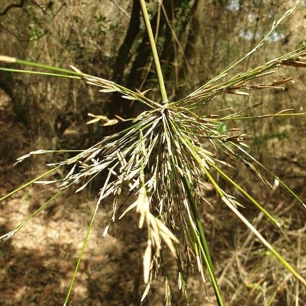 Cyperus articulatus 葉