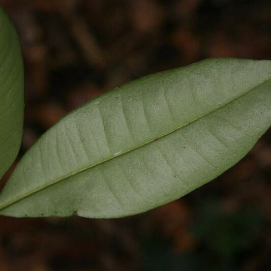 Myrcia decorticans Leaf