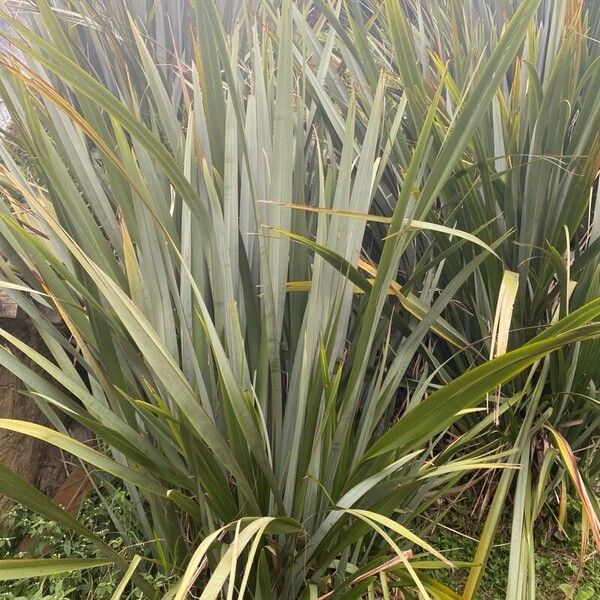 Phormium tenax Flor