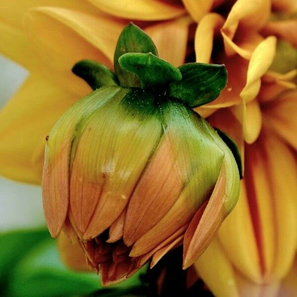 Dahlia pinnata Flower