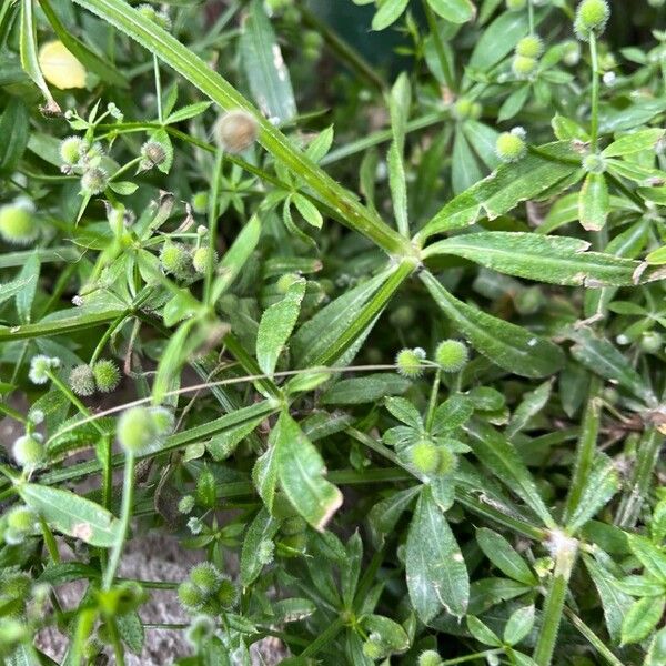 Galium aparine Folha