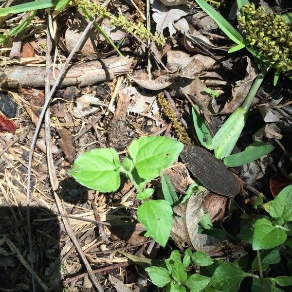 Calyptocarpus vialis Hoja