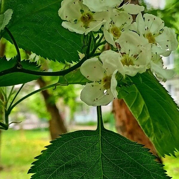 Crataegus submollis Hoja