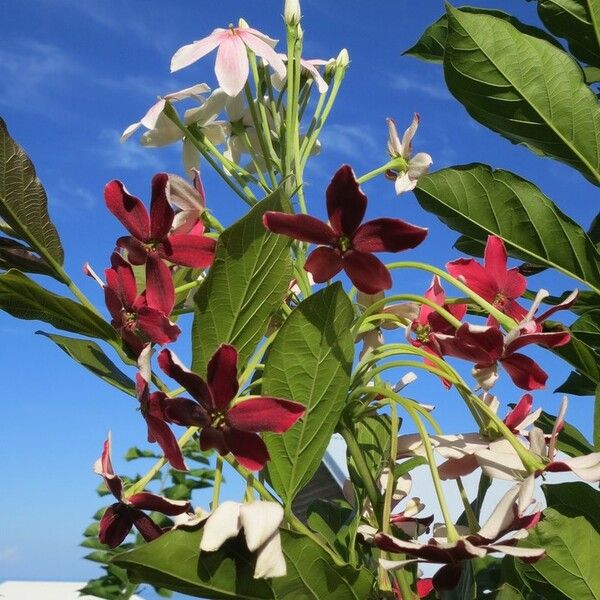 Combretum indicum Lorea