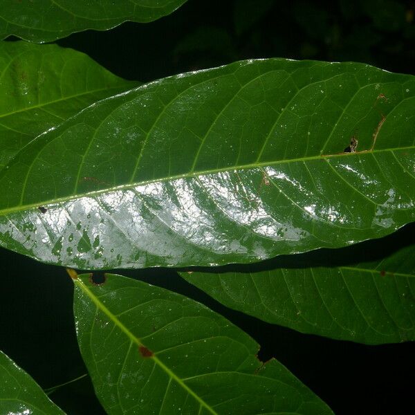 Clarisia biflora Feuille