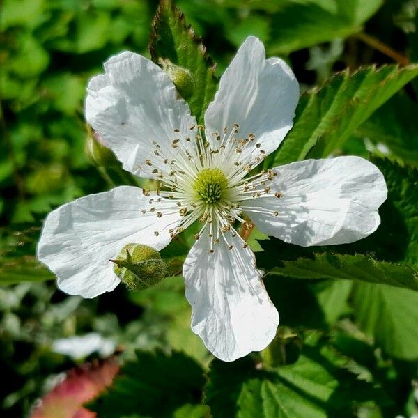 Rubus argutus Цветок