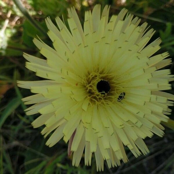 Urospermum dalechampii Flower