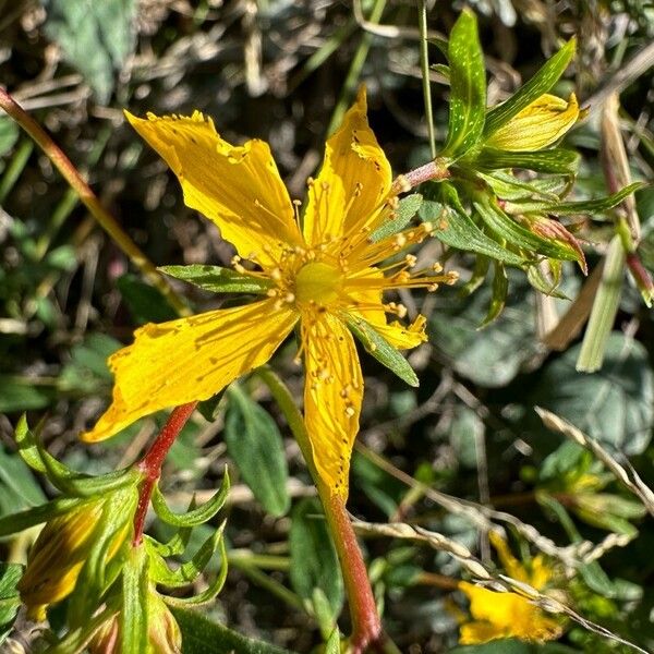 Hypericum annulatum 花