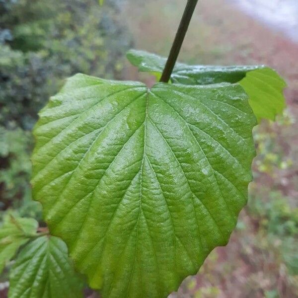 Viburnum dentatum List