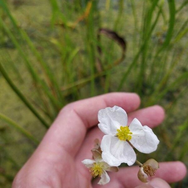 Sagittaria lancifolia ফুল